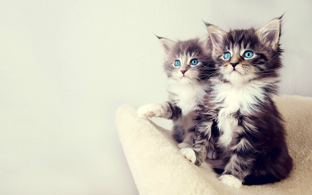cat-blue-eyes.jpg