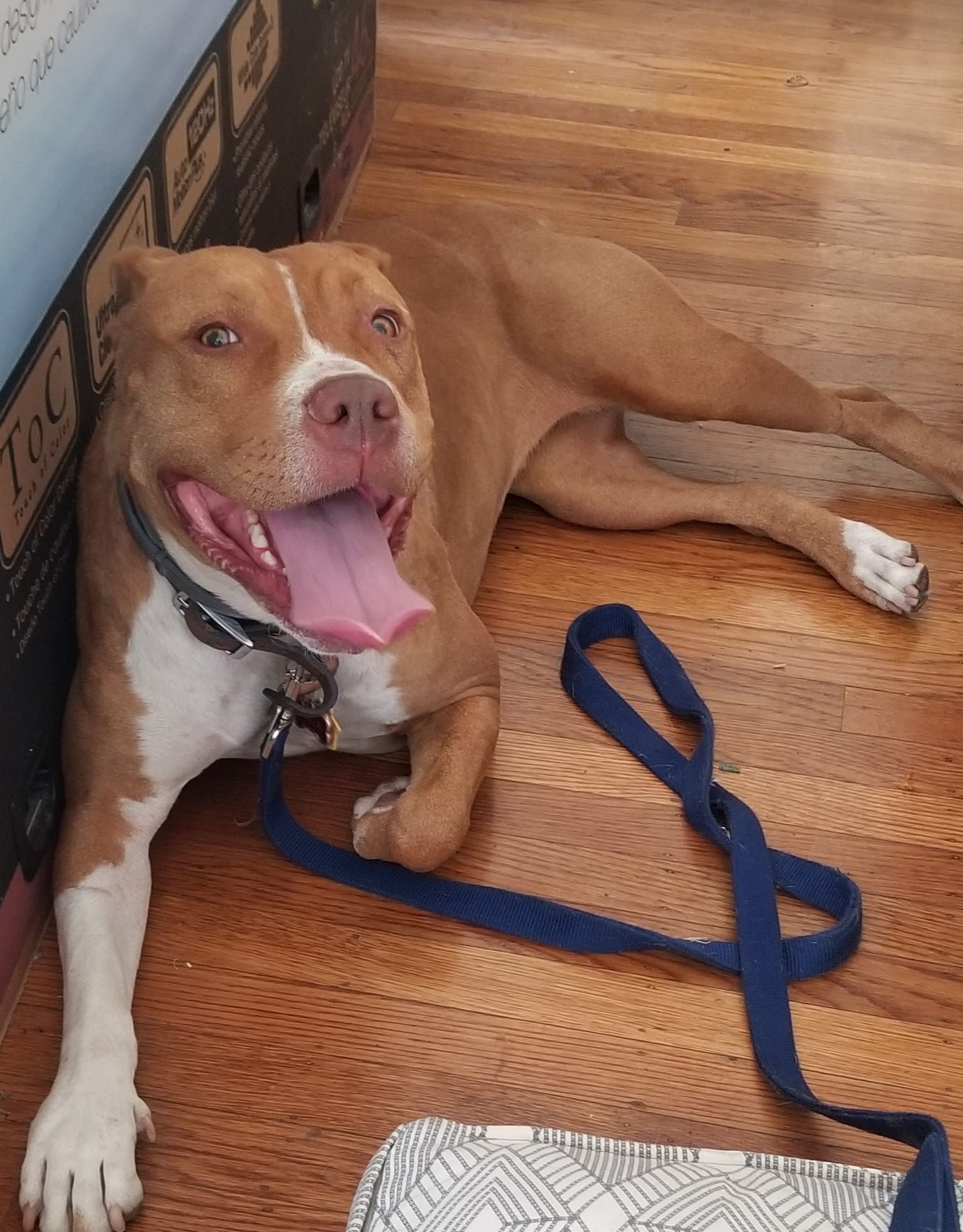 My Bella.jpg