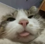 1647564958707.png