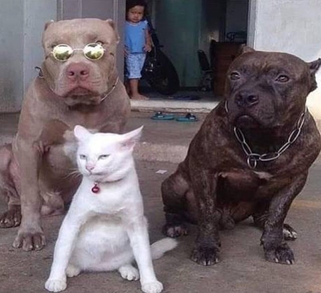 dog.jpg