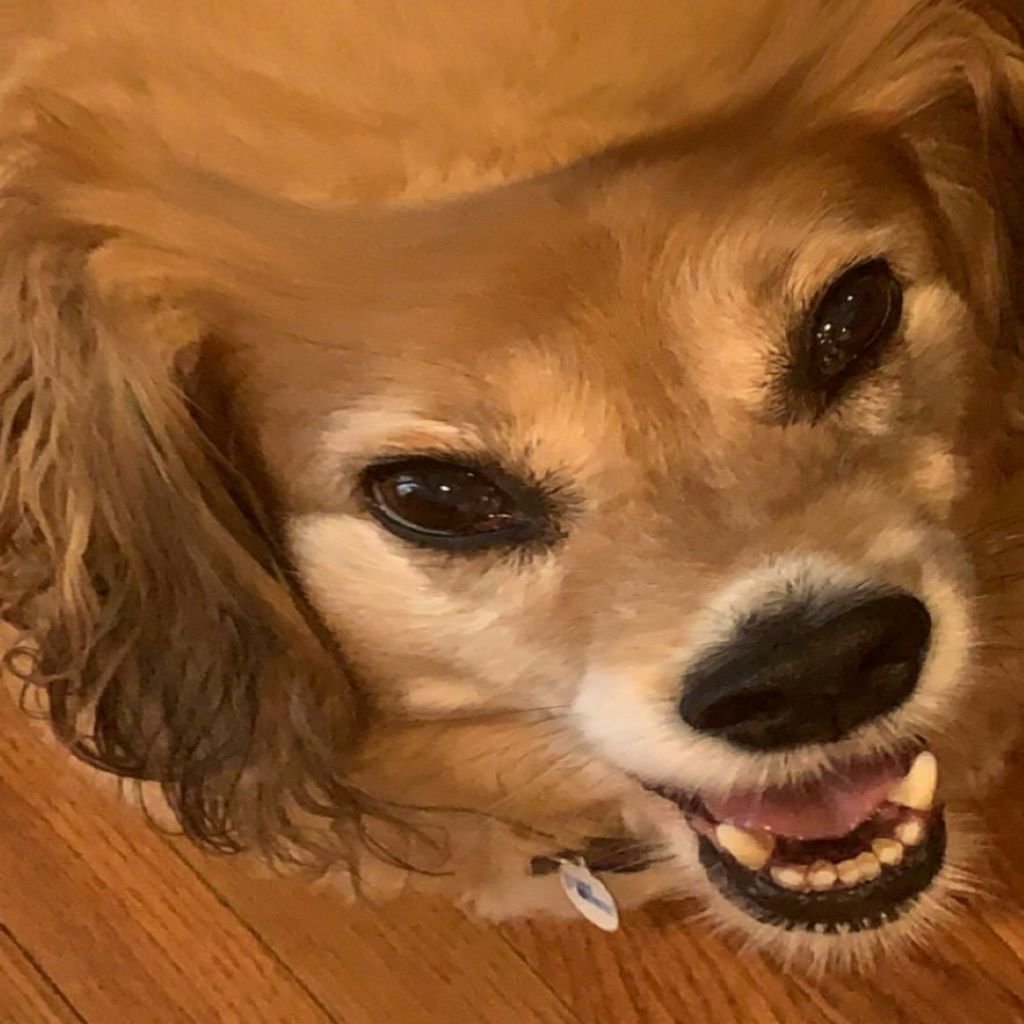 PooperScooper.JPG