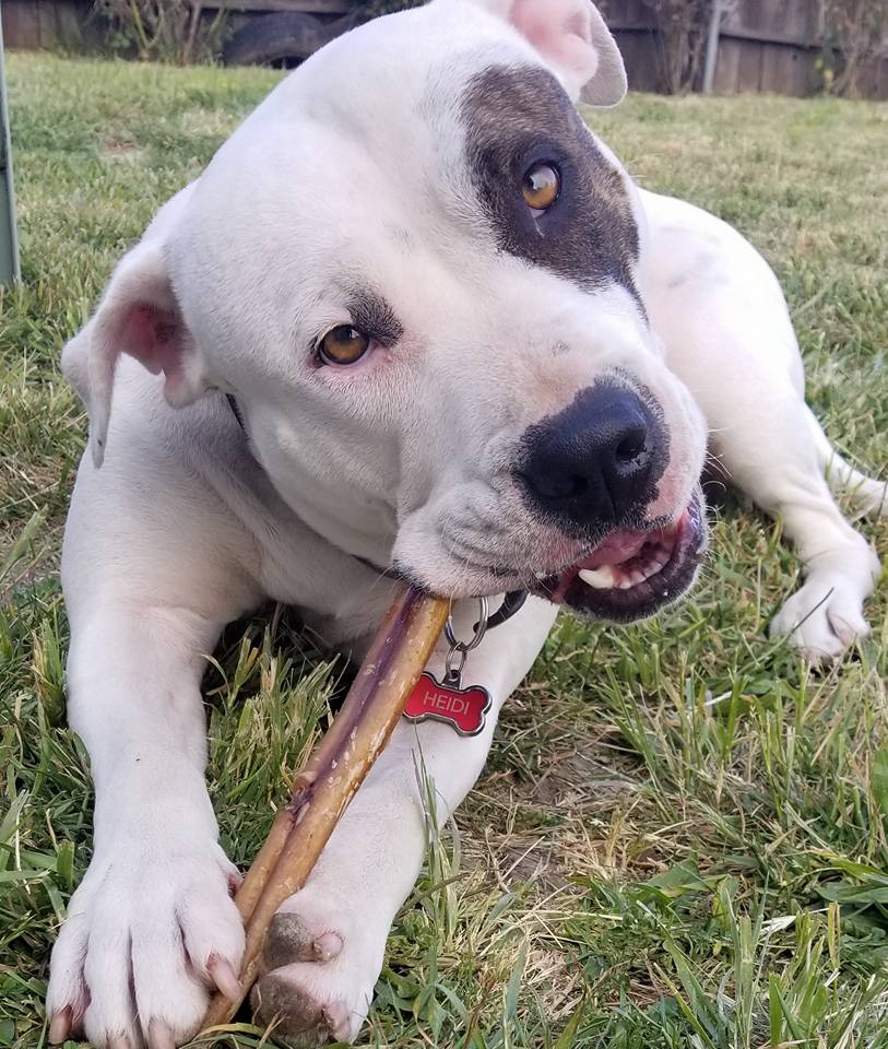 Heidi eating bully stick.jpg