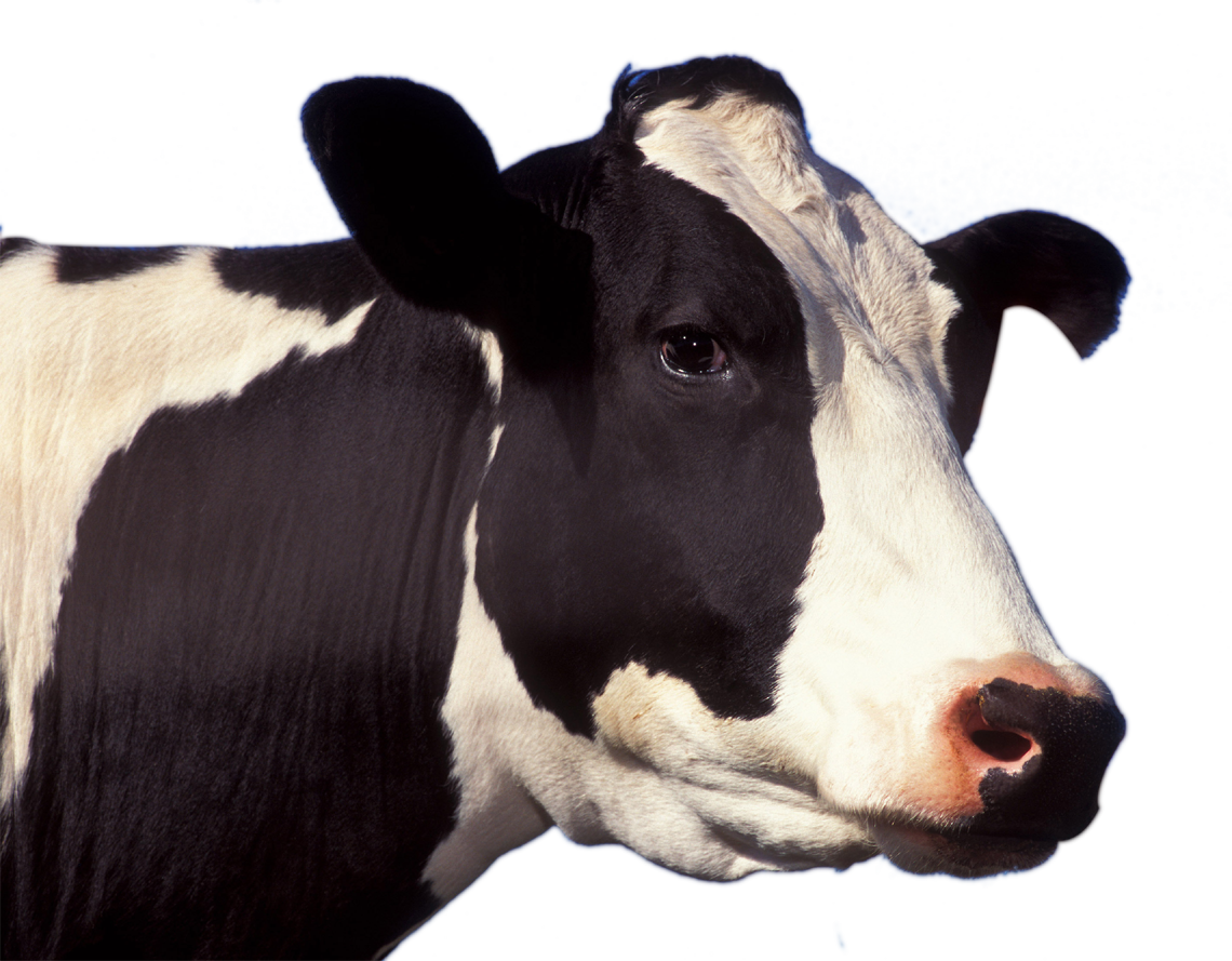 big cow.png