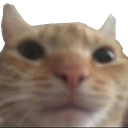 4479-catstare.png