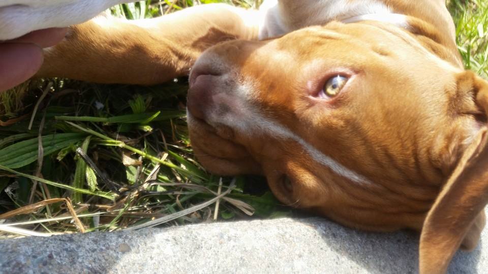 bella's puppy eyes.jpg