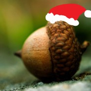 acorn1.jpg
