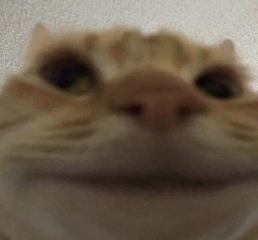 4018_swagcat.png