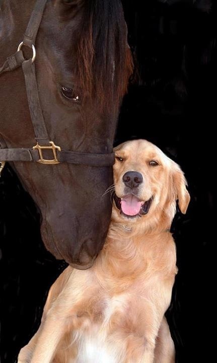 horse-and-dog1.jpg