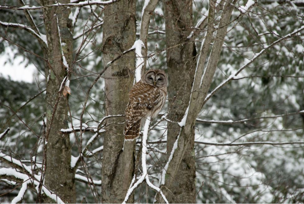 owl.JPG