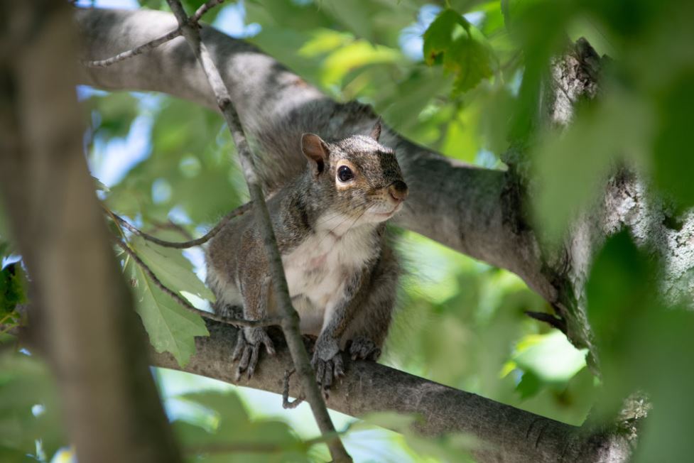 squirrel.JPG