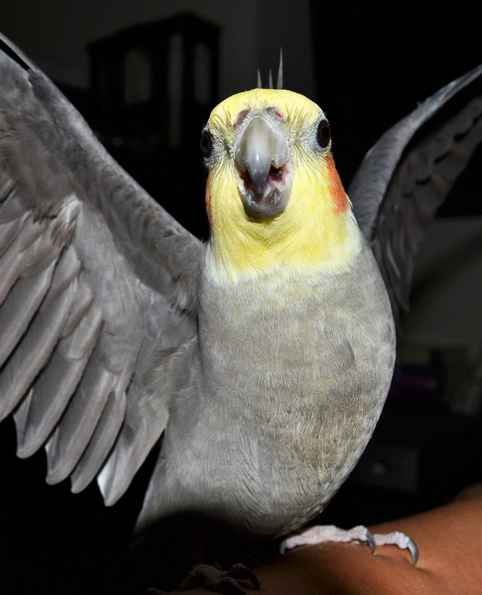 Cockatiels.png