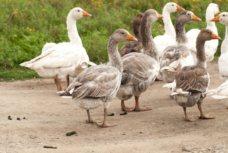 goose regiment 92.jpg