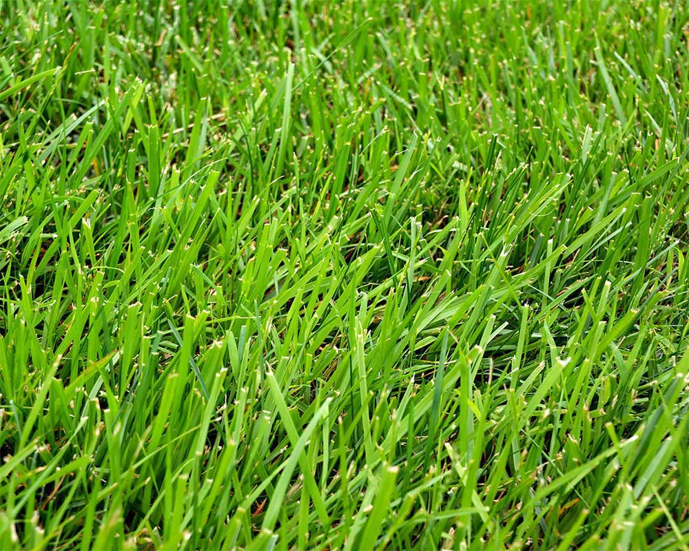 grass.jpg