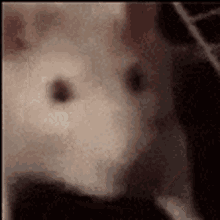 tenor.gif