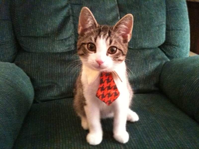 small cat worker.jpeg