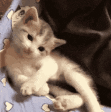 sup-cats.gif
