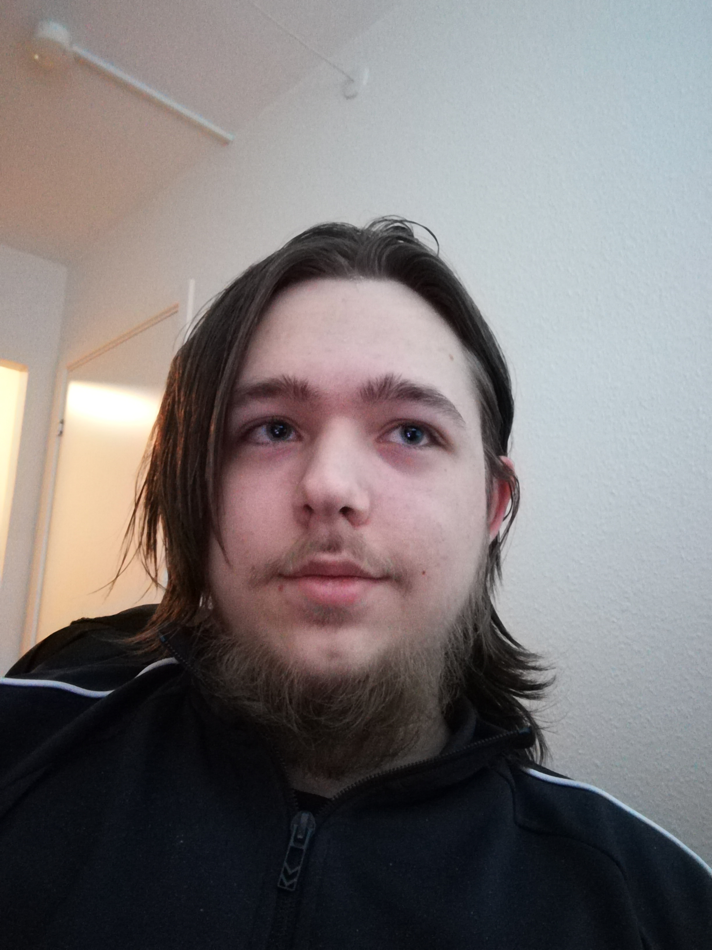 Bearded dane 2.jpg